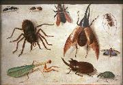 Jan Van Kessel Spiders and insects oil painting reproduction